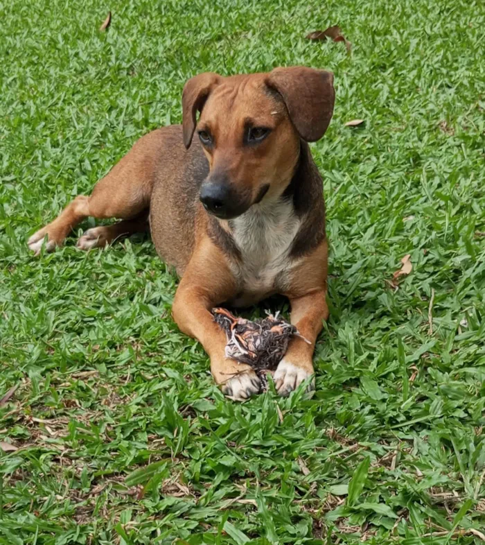 Cachorro ra a SRD-ViraLata idade 1 ano nome Nina