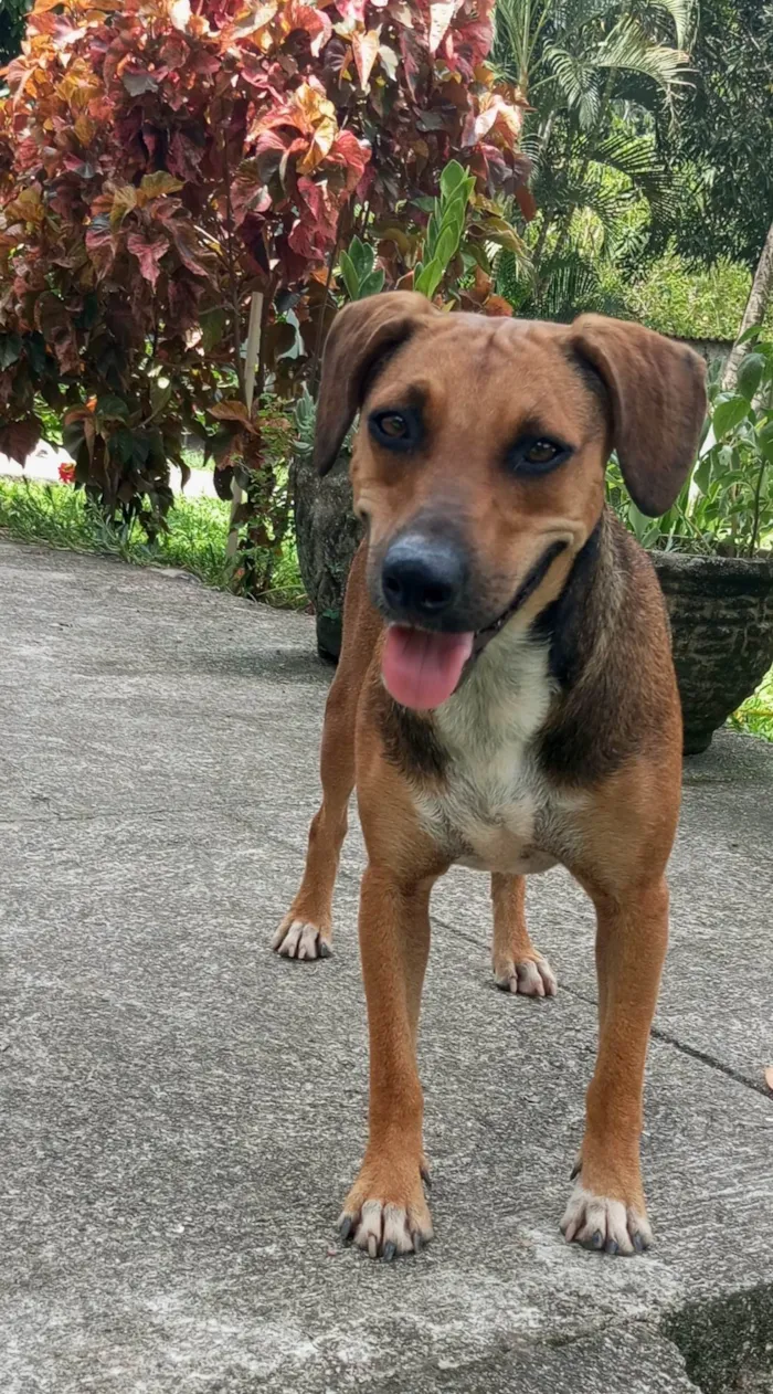 Cachorro ra a SRD-ViraLata idade 1 ano nome Nina