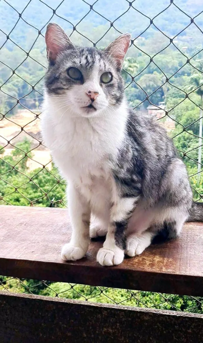 Gato ra a SRD-ViraLata idade 2 anos nome BENTO 