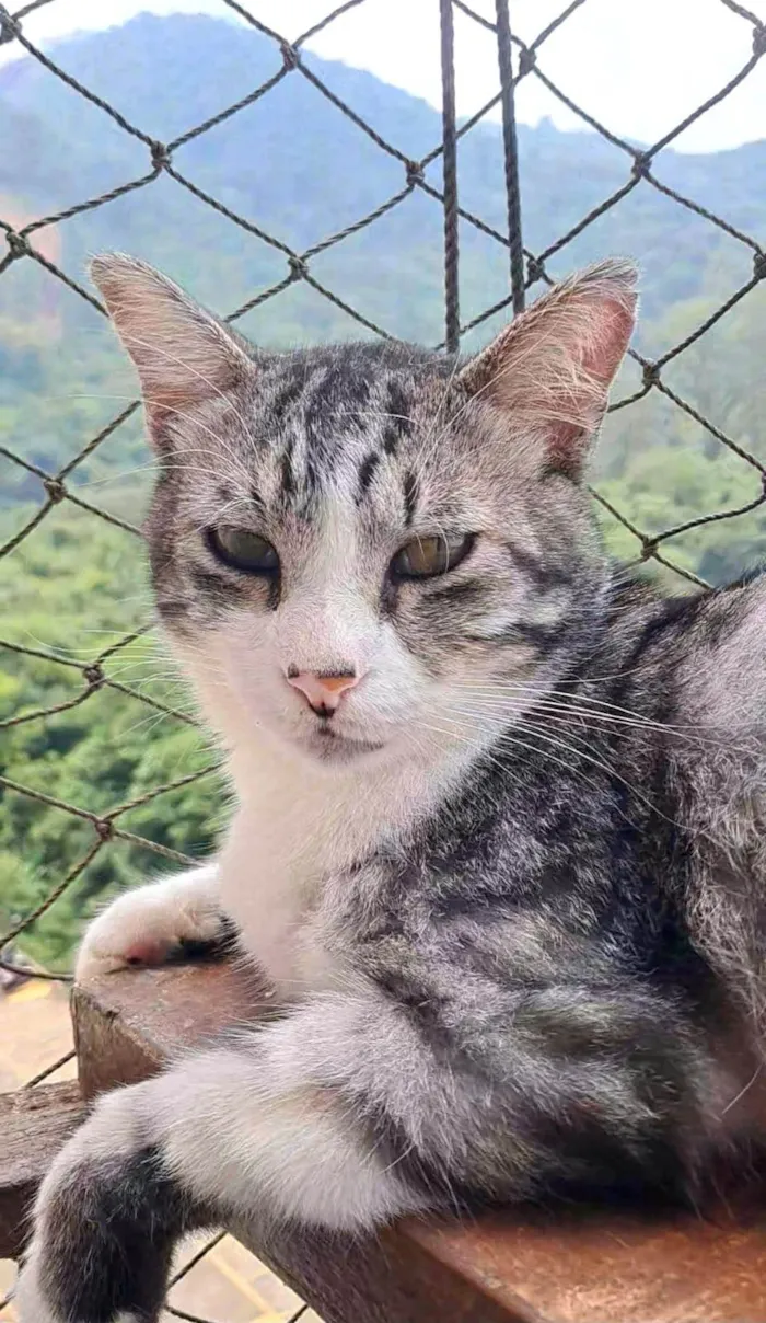 Gato ra a SRD-ViraLata idade 2 anos nome BENTO 