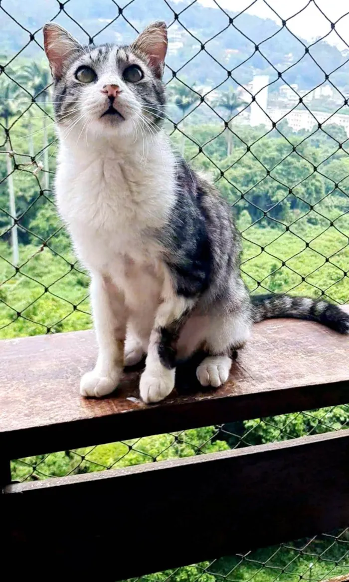 Gato ra a SRD-ViraLata idade 2 anos nome BENTO 