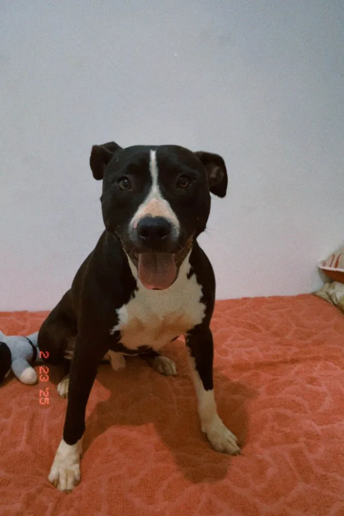 Cachorro ra a Pit-Bull idade 7 a 11 meses nome Max