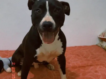 Cachorro raça Pit-Bull idade 7 a 11 meses nome Max