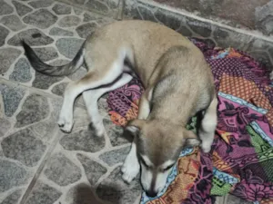 Cachorro raça SRD-ViraLata idade 2 a 6 meses nome Hank