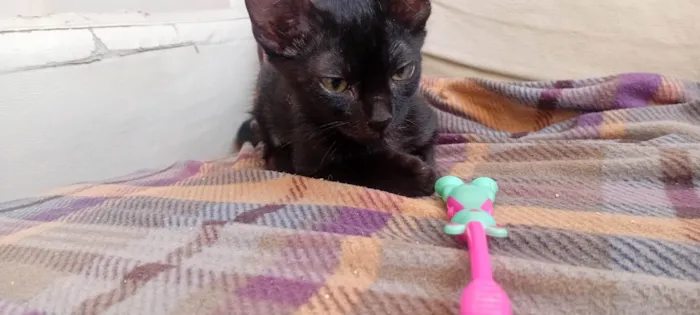 Gato ra a SRD-ViraLata idade 2 a 6 meses nome Pastel