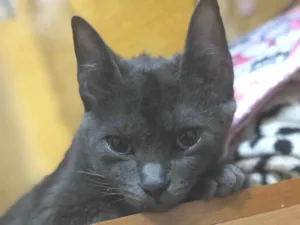 Gato raça SRD-ViraLata idade 6 ou mais anos nome Luna