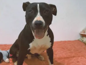 Cachorro raça Pit-Bull idade 7 a 11 meses nome Max