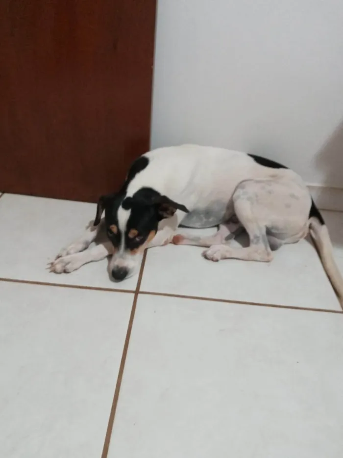 Cachorro ra a SRD-ViraLata idade 5 anos nome SNOOP