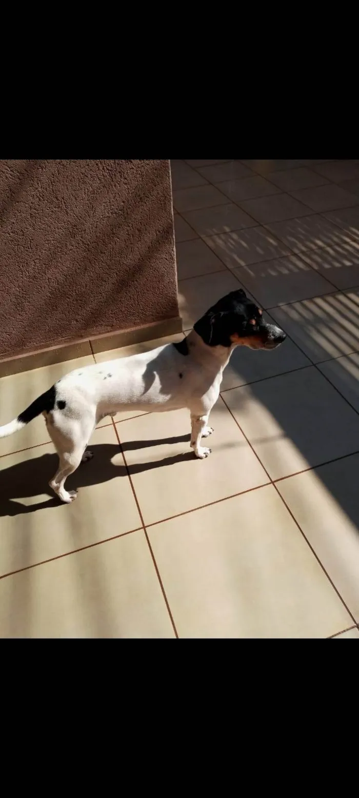 Cachorro ra a SRD-ViraLata idade 5 anos nome SPIKE