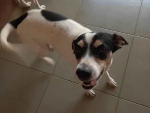 Cachorro raça SRD-ViraLata idade 5 anos nome SNOOP