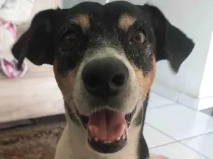 Cachorro raça SRD-ViraLata idade 5 anos nome SPIKE