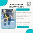 Cachorro encontrado coleira amarela