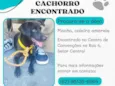 Cachorro encontrado coleira amarela