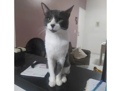 Gato raça SRD-ViraLata idade 1 ano nome Niko