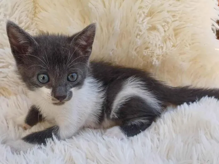 Gato ra a Exótico idade Abaixo de 2 meses nome Fêmeas cinzas adocao