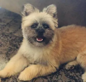Cachorro raça SRD-ViraLata idade 5 anos nome Jon