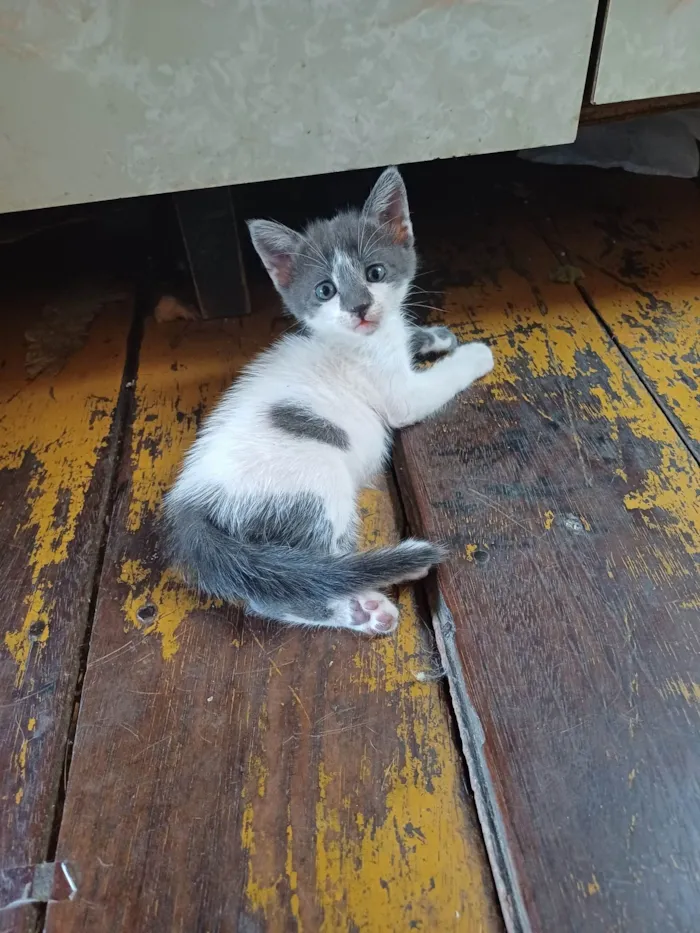 Gato ra a Exótico idade Abaixo de 2 meses nome Aninha adocao