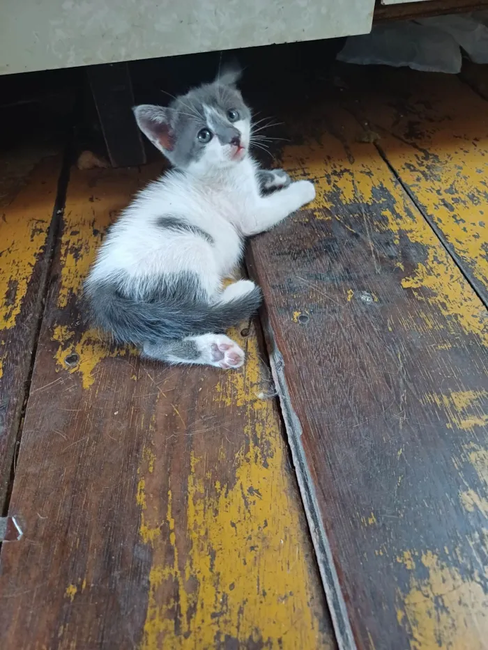 Gato ra a Exótico idade Abaixo de 2 meses nome Aninha adocao