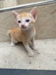 Simba
