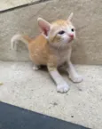 Simba