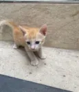 Simba