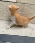 Simba