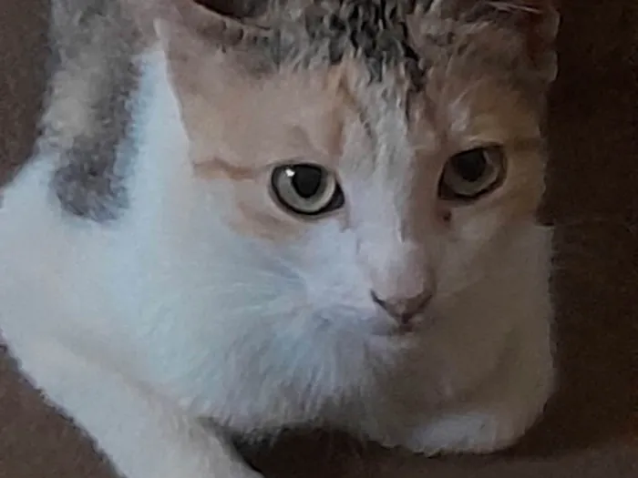 Gato ra a SRD-ViraLata idade 1 ano nome Kimmy 