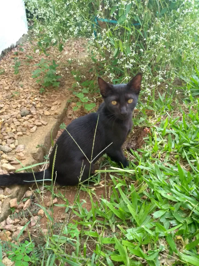 Gato ra a SRD-ViraLata idade 2 a 6 meses nome Serelepe