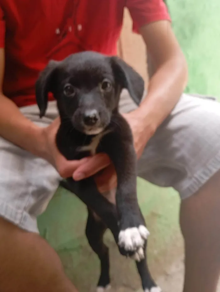 Cachorro ra a SRD-ViraLata idade 2 a 6 meses nome Juca