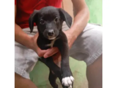 Cachorro raça SRD-ViraLata idade 2 a 6 meses nome Juca