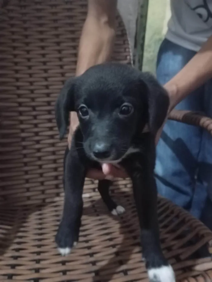 Cachorro ra a SRD-ViraLata idade 2 a 6 meses nome Juca