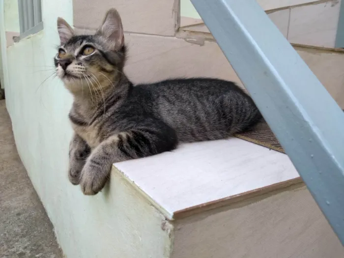 Gato ra a SRD-ViraLata idade 2 a 6 meses nome Tigrinho