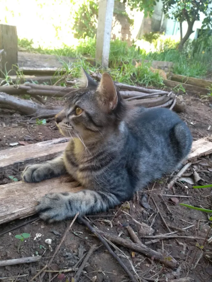 Gato ra a SRD-ViraLata idade 2 a 6 meses nome Tigrinho