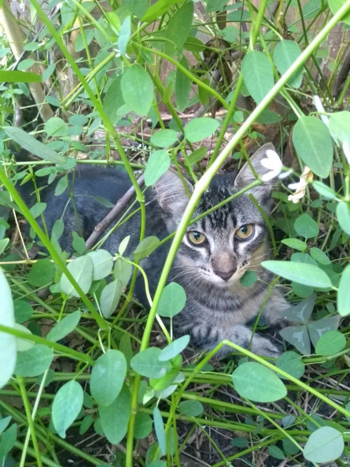 Gato ra a SRD-ViraLata idade 2 a 6 meses nome Tigrinho