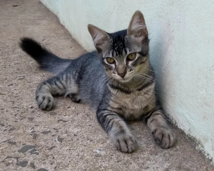 Gato ra a SRD-ViraLata idade 2 a 6 meses nome Tigrinho