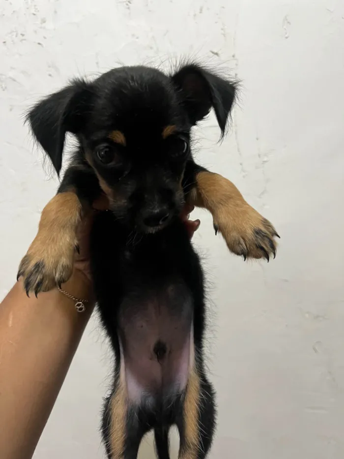 Cachorro ra a Pinscher idade 2 a 6 meses nome não tem nome