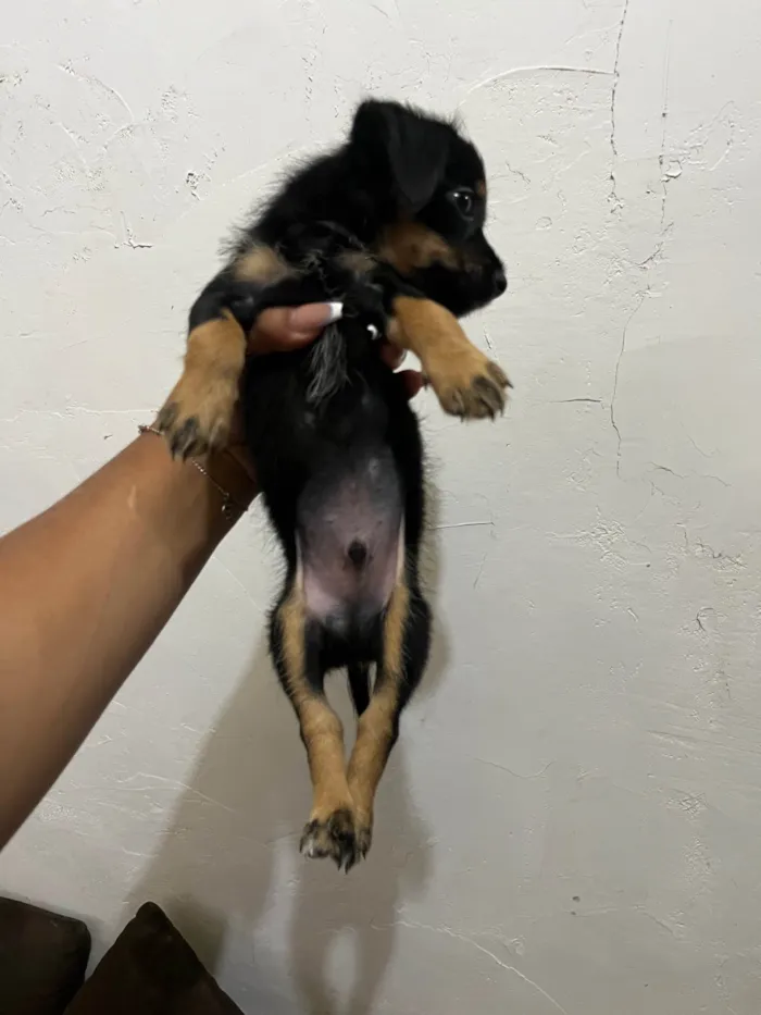 Cachorro ra a Pinscher idade 2 a 6 meses nome não tem nome