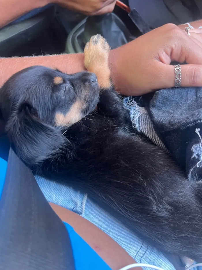 Cachorro ra a Pinscher idade 2 a 6 meses nome não tem nome