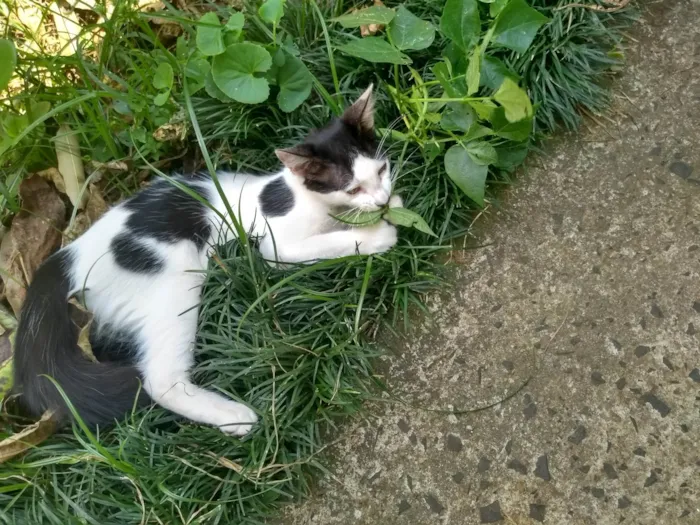 Gato ra a SRD-ViraLata idade 2 a 6 meses nome Vavá