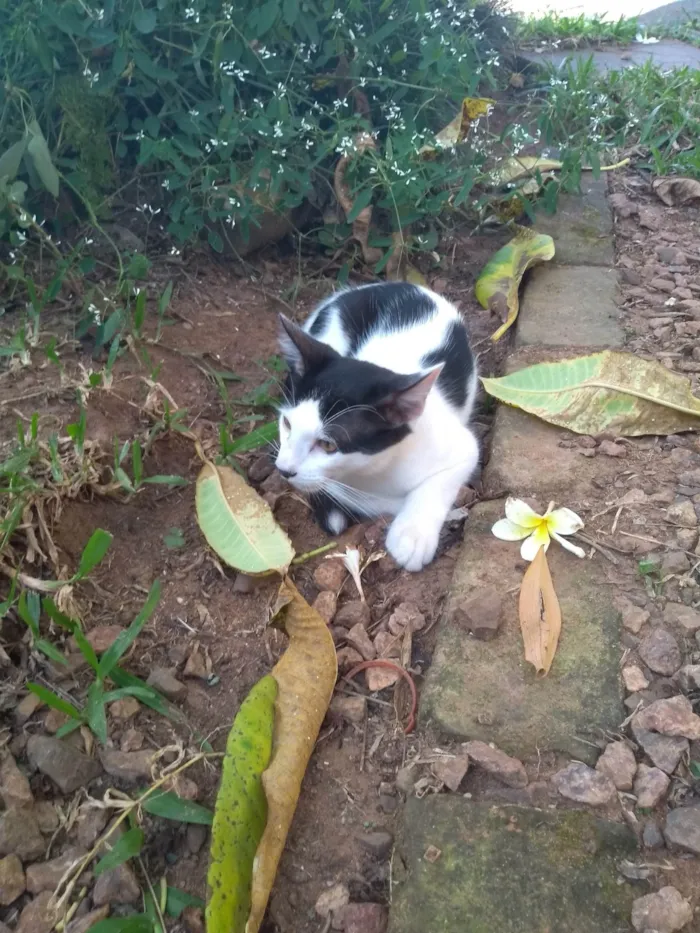 Gato ra a SRD-ViraLata idade 2 a 6 meses nome Vavá