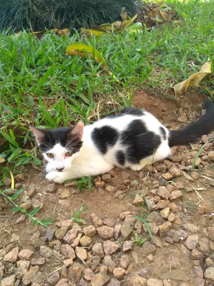 Gato ra a SRD-ViraLata idade 2 a 6 meses nome Vavá