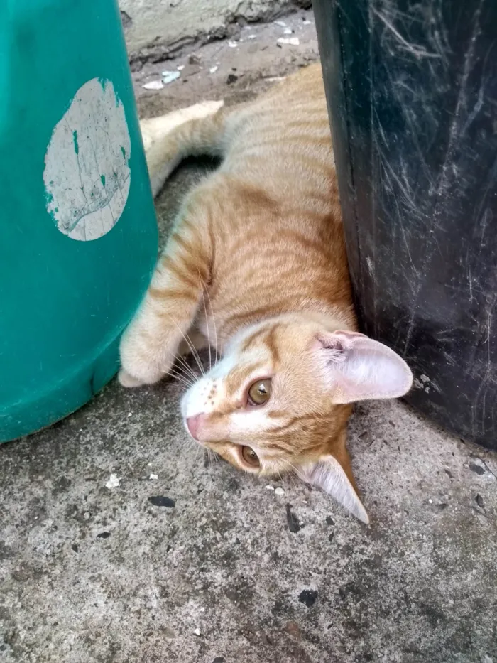 Gato ra a SRD-ViraLata idade 2 a 6 meses nome Alemoa