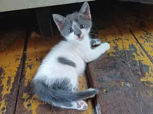 Gato raça Exótico idade Abaixo de 2 meses nome Aninha adocao