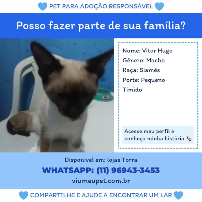 Gato ra a Siamês idade 2 a 6 meses nome Vitor Hugo