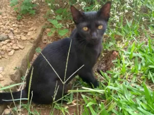 Gato raça SRD-ViraLata idade 2 a 6 meses nome Serelepe