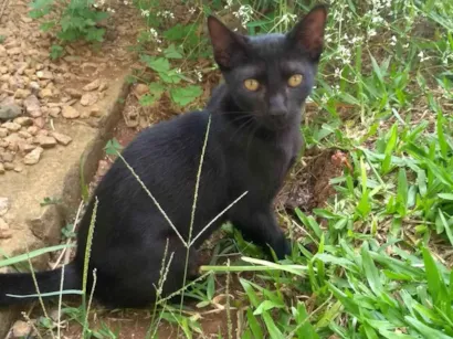 Gato raça SRD-ViraLata idade 1 ano nome Serelepe