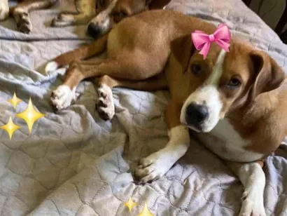 Cachorro raça SRD-ViraLata idade 3 anos nome Matilda e Panqueca