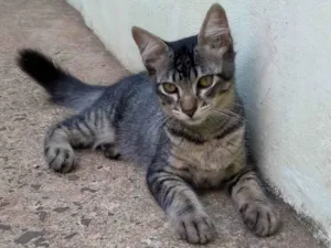 Gato raça SRD-ViraLata idade 2 a 6 meses nome Tigrinho