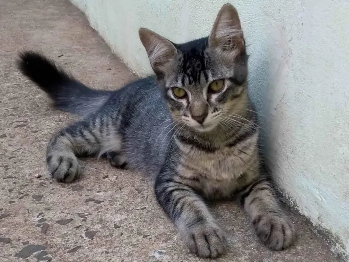 Gato ra a SRD-ViraLata idade 2 a 6 meses nome Tigrinho