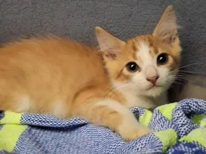 Gato raça SRD-ViraLata idade 2 a 6 meses nome Gato laranja 